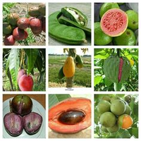 FRUTA  Y  VERDURAS  FRESCAS